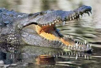 Nile-crocodile.jpg picture by LagoonWolf09