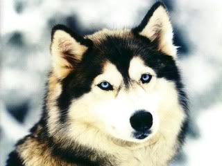 Siberian-Husky.jpg picture by LagoonWolf09