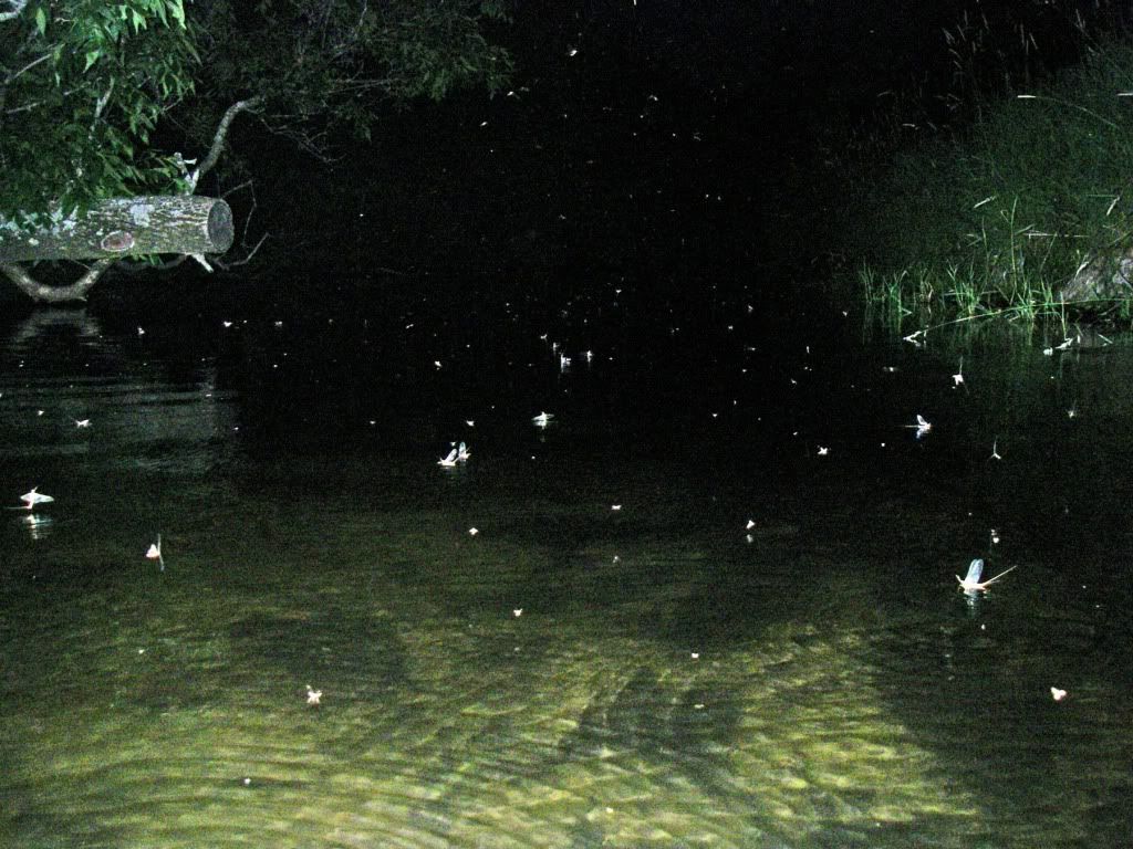 Hex Hatch From The Upper Tomorrow River In Wisconsin Photo