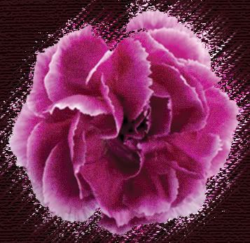 Carnation-Hot.jpg