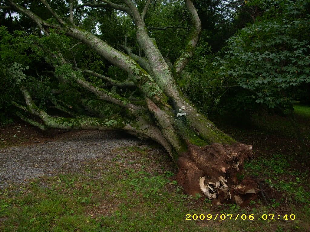 Green wood sealing Woodworking Talk