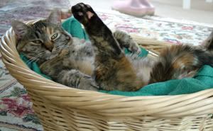 cat basket Pictures, Images and Photos