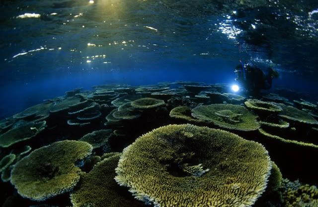  Table Coral Reef shot by Paul Nicklen @ Paul Nicklen.com