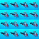 Photoshop Tutorial to Make Pattern Effect from your Picture