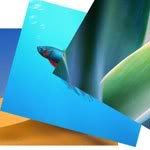 Crop a Photo in Specific Size-Photoshop tutorials