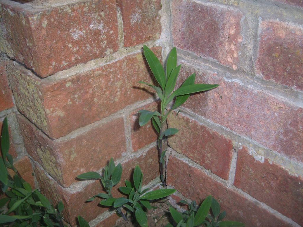 DSCF2062.jpg