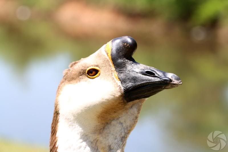 IMAGE: http://i676.photobucket.com/albums/vv126/ra-photography/IMG_0091.jpg