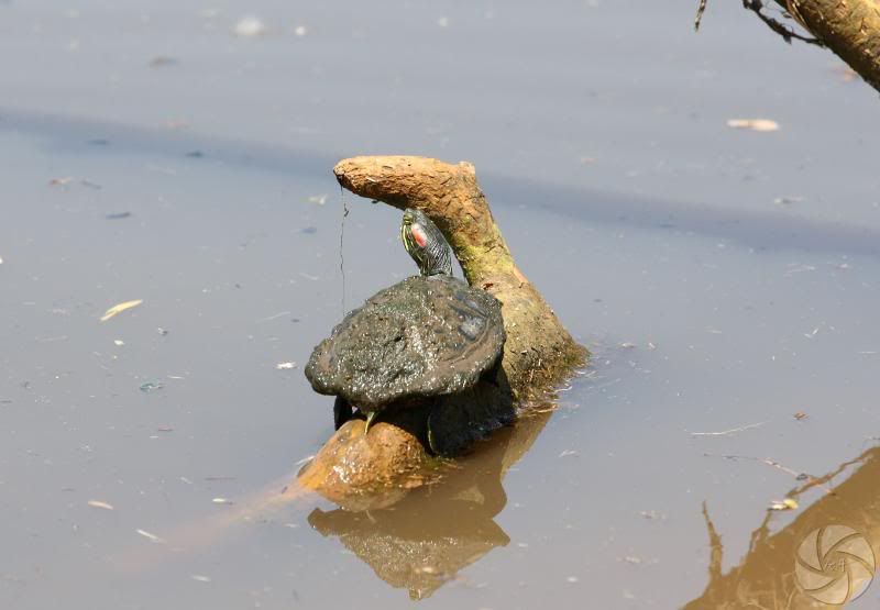 IMAGE: http://i676.photobucket.com/albums/vv126/ra-photography/IMG_0101.jpg