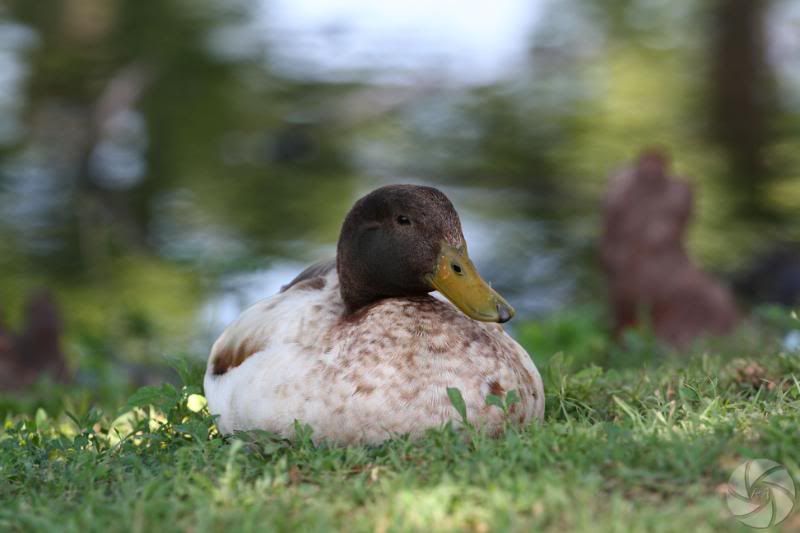 IMAGE: http://i676.photobucket.com/albums/vv126/ra-photography/IMG_0113.jpg