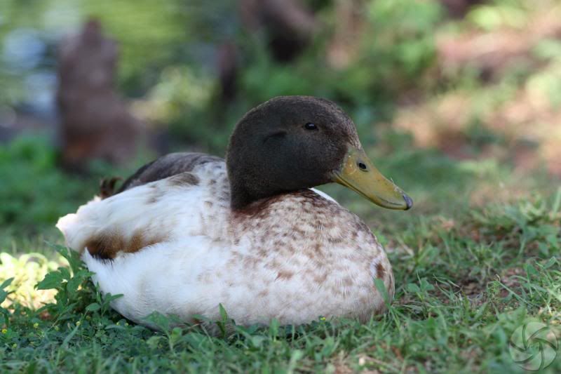 IMAGE: http://i676.photobucket.com/albums/vv126/ra-photography/IMG_0114.jpg