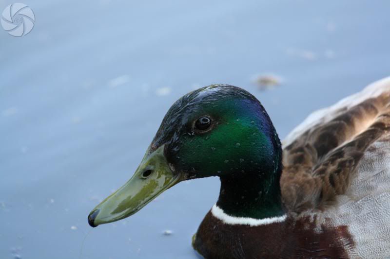 IMAGE: http://i676.photobucket.com/albums/vv126/ra-photography/IMG_0156.jpg