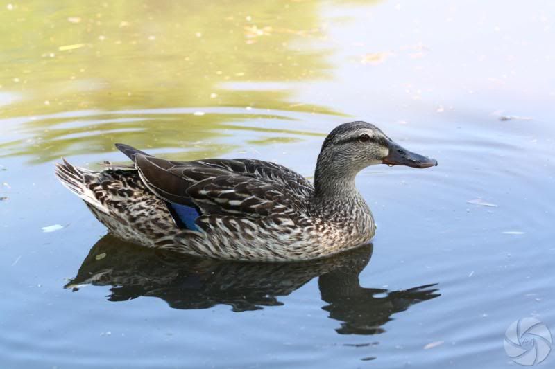 IMAGE: http://i676.photobucket.com/albums/vv126/ra-photography/IMG_0160.jpg