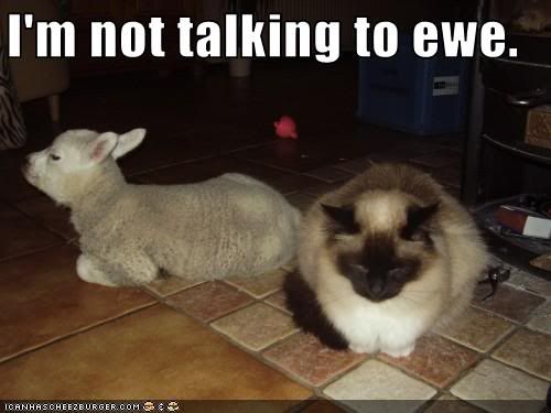 Funny Cats Talking