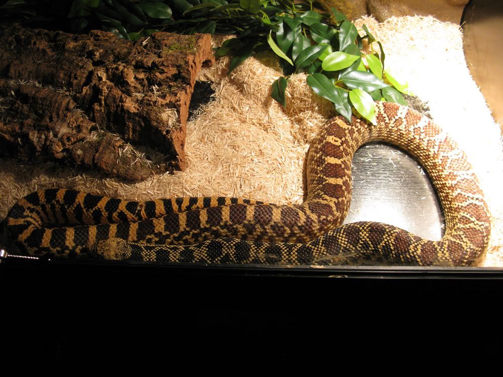 Anyone know of any reptile rescue centers in the SE england? Surrey
