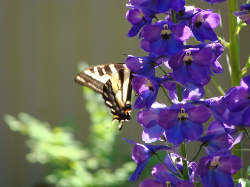 Butterfly Blues