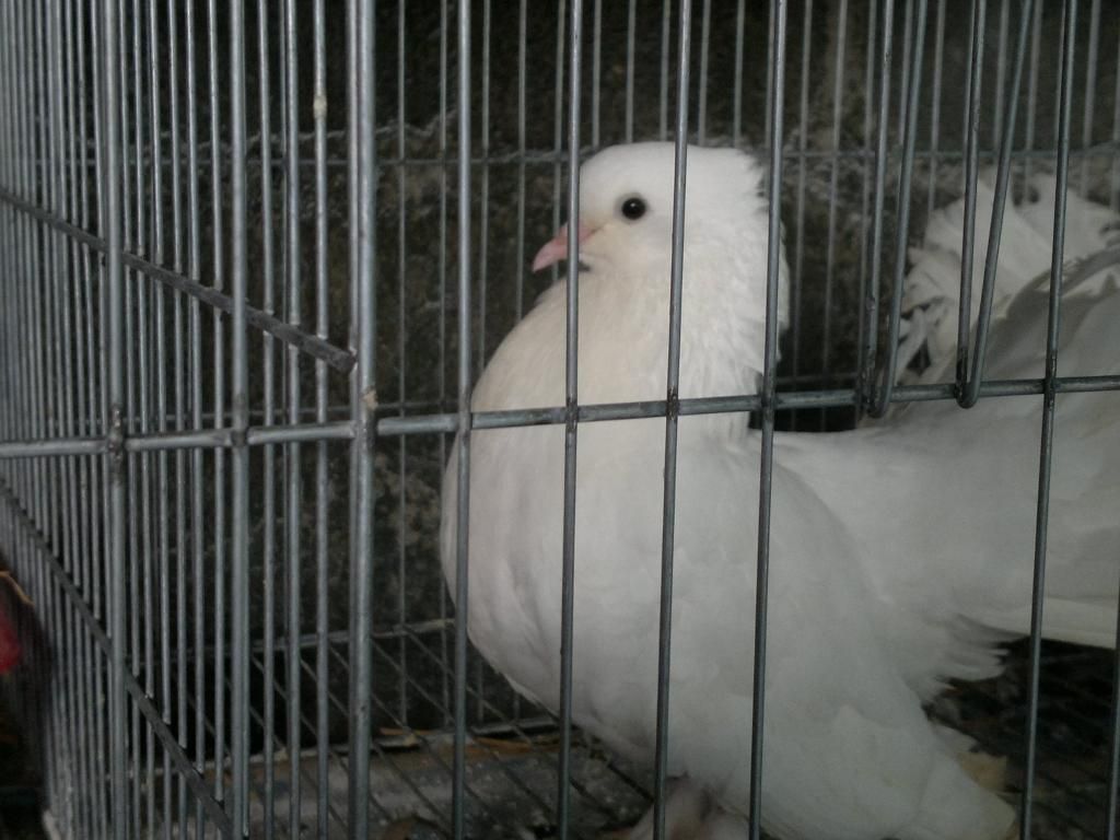 cần giải thích giùm mắt bồ câu