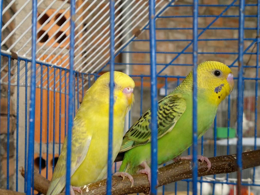 Nhờ mọi người xem giúp có phải cặp Yến Phụng trống mái không